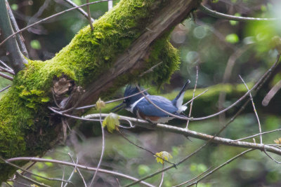 Belted Kingfisher