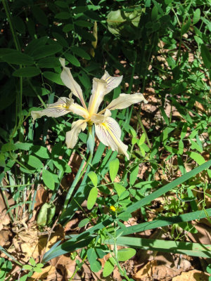 Douglas' Iris (Iris douglasiana)