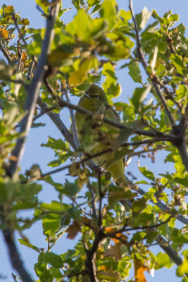 Orange-crowned Warbler - KY2A8011.jpg