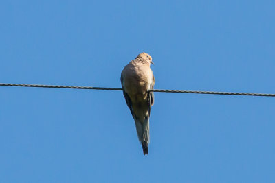 Mourning Dove - KY2A8162.jpg
