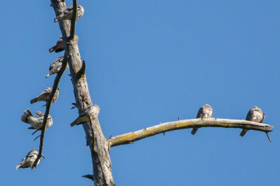 Band-tailed Pigeon - KY2A8168.jpg