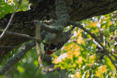 Nuttall's Woodpecker - KY2A8206.jpg