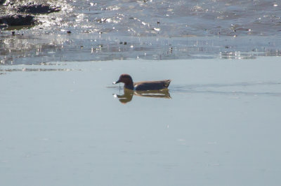 Green-winged Teal - KY2A8227.jpg