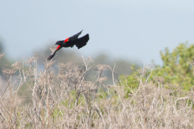 Red-winged Blackbird - KY2A8235.jpg