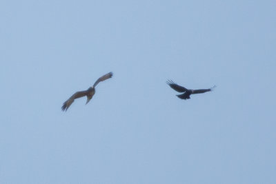 Red-tailed Hawk and American Crow - KY2A8298.jpg