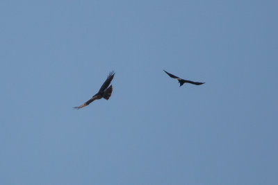 Red-tailed Hawk and American Crow - KY2A8299.jpg
