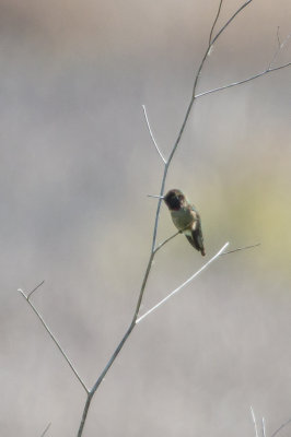 Anna's Hummingbird - KY2A8302.jpg