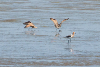 Marble Godwit and American Avocet - KY2A8350.jpg