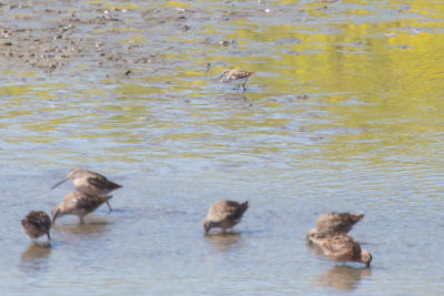 Least Sandpiper and Dowitchers - KY2A8364.jpg