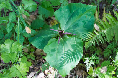 Trillium