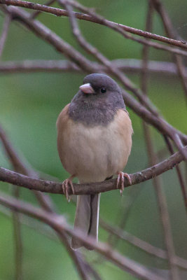 Dark-eyed Junco