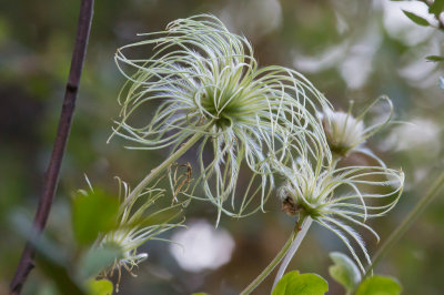 Clematis going to seed