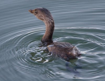 Pied-billed Grebe