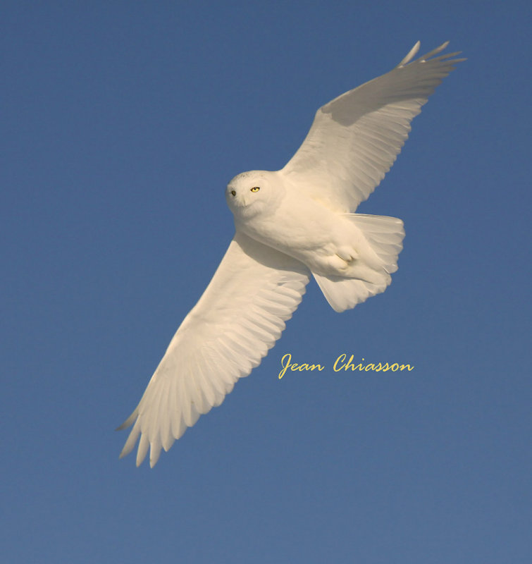 Harfang des Neiges (Snowy Owl)