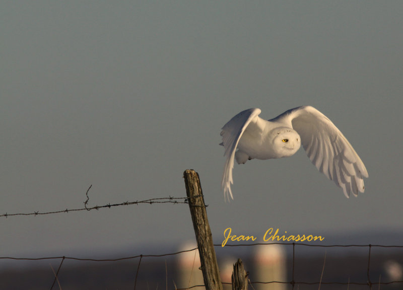 Harfang des Neiges (Snowy Owl)