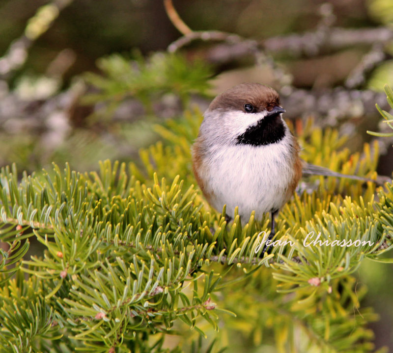 Msange  tte brune / Boreal chickadee 