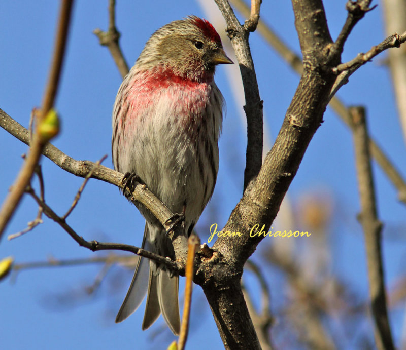 Sizerin flamm - Common Redpoll ( Carduelis Flammea )