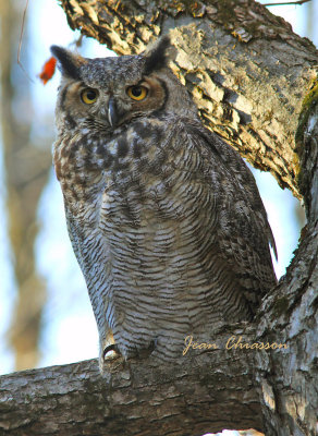 Grand Duc d'Amrique - Great Horned Owl