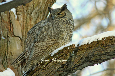 Grand Duc d'Amrique - Great Horned Ow l
