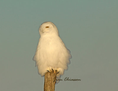 Harfang des Neiges (Snowy Owl)