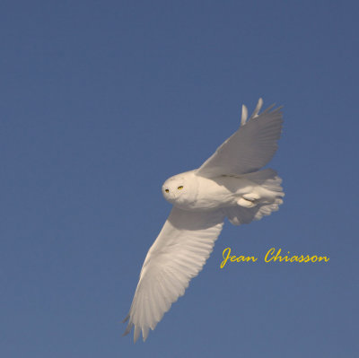 Harfang des Neiges (Snowy Owl)