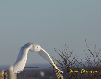 Harfang des Neiges (Snowy Owl)