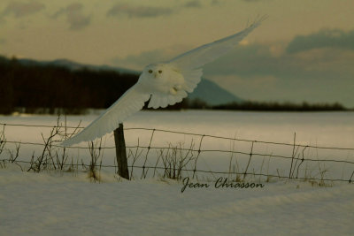 Harfang des Neiges (Snowy Owl)