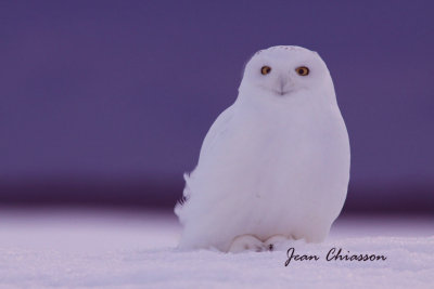 Harfang des Neiges (Snowy Owl)