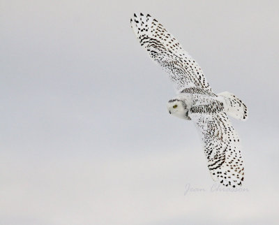 Harfang des Neiges (Snowy Owl)