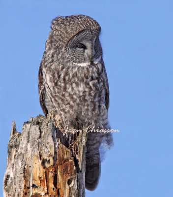 Chouette Lapone - Great Grey Owl 