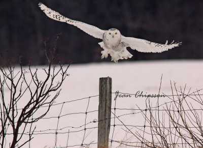 Harfang des Neiges (Snowy Owl) 