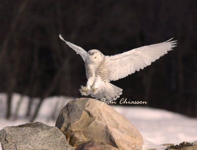 Harfang des Neiges (Snowy Owl) 