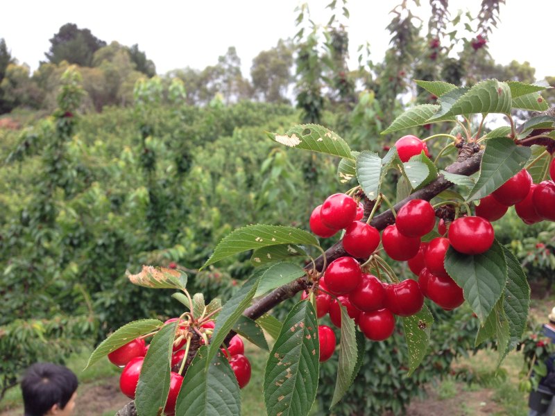 Cherry Picking