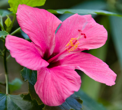 edinburghzoo-hibiscus-6400wideopen.jpg