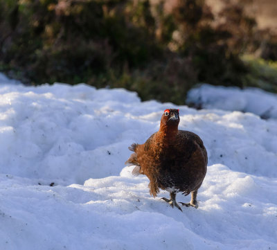 snow-grouse3.jpg