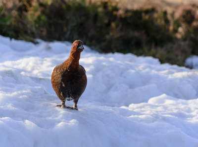 grouse_etc