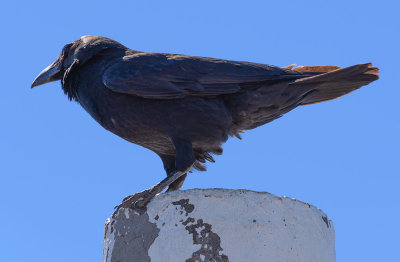 losmuchachos-crow.jpg