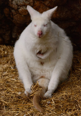 whitewallaby1.jpg