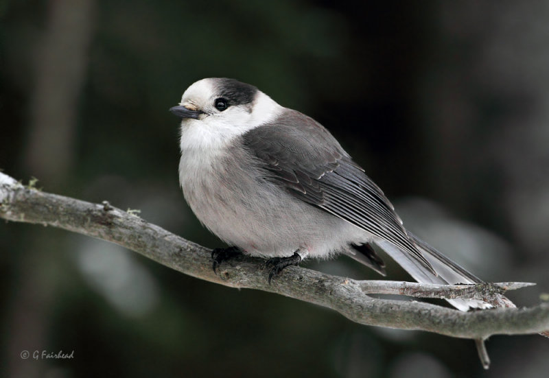 Grey Jay