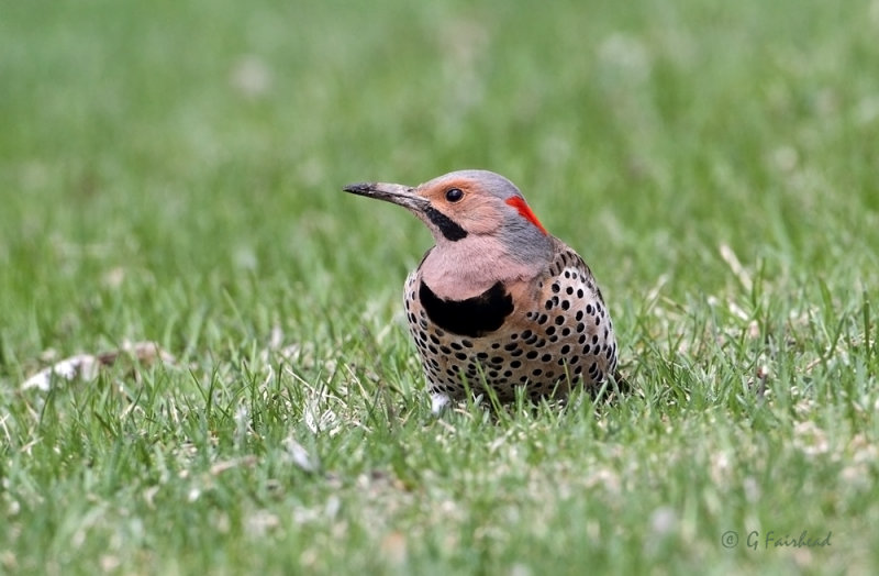 YardFlicker.