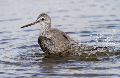 Greater Yellowlegs...Outboard