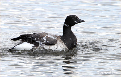 Bath Time For A Brant