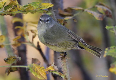 Orange-crowned Warbler