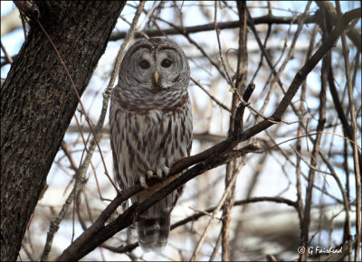 In The Thick Of Things/ Barred Owl 