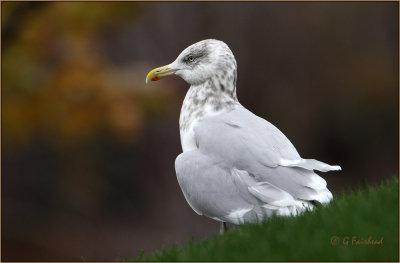 Herring Gull