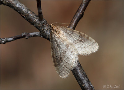 Cool Cold Weather Moth