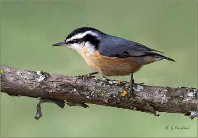 Red Breasted Nuthatch II
