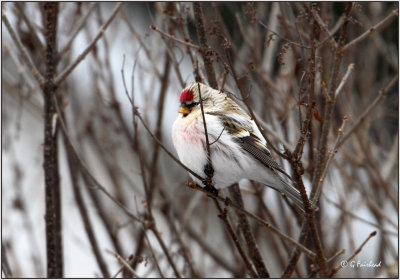 Hoary Redpoll,,,