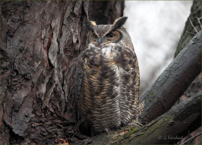 Trying To Blend In  / Great Horned Owl