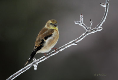 Icy Finch